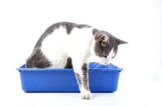 Come togliere l’odore della pipì del gatto dal pavimento