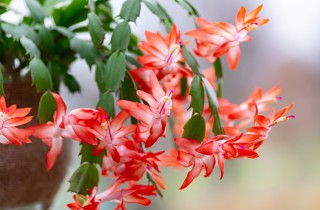 Cactus di Natale: come far rifiorire la Schlumbergera