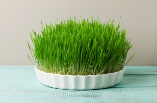 Come fare i Sepolcri pasquali con le lenticchie o il grano