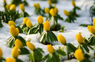 Coltivare l'eranthis: 7 consigli utili