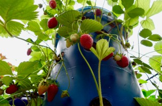Coltivare le fragole in vaso verticale: come fare la torre