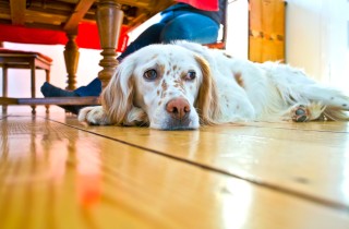 Come eliminare l’odore del cane dalla tua casa