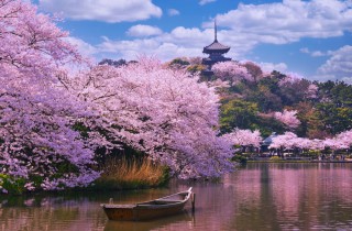Ciliegi in fiore: il tour virtuale per ammirare questo spettacolo della natura