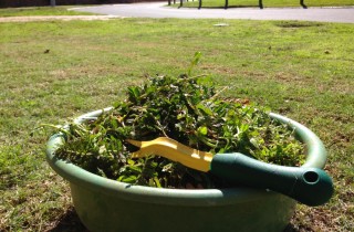 Come puoi usare le erbacce del tuo giardino?