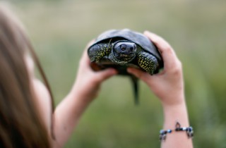 Tartarughe di terra: come allevarle in giardino