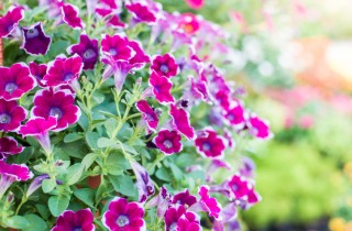 Petunie e surfinie: storia e significato