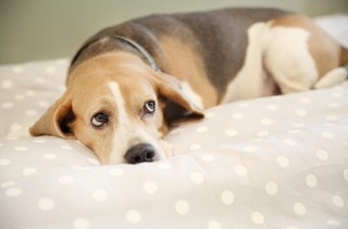 Cane geloso: come comportarsi per ritrovare serenità