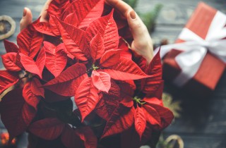 Come si fa rifiorire la stella di Natale con il trucco del buio