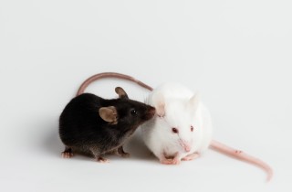 Che cosa vuol dire sognare un topo bianco o nero in casa propria