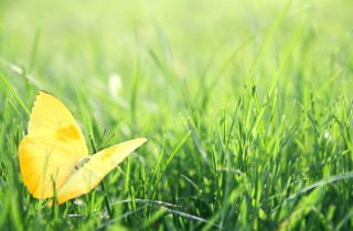 Liliana Segre: 8 frasi per la giornata della Memoria