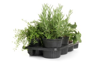 Porta piantine aromatiche fai da te