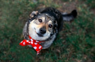10 ottimi motivi per adottare un cane anziano