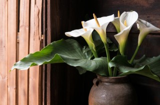 Come coltivare le calle: 7 consigli utili