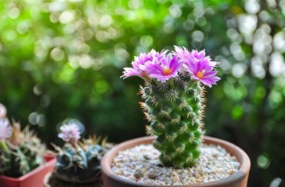 Piante grasse: nomi, foto e consigli di coltivazione