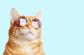 Quante vite hanno i gatti? Storie e leggende da conoscere