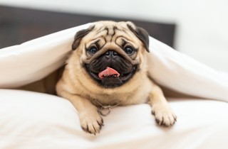 Razze di cani cinesi più famose: quali sono