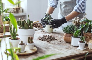 Piante grasse: tipi e famiglie per conoscerle