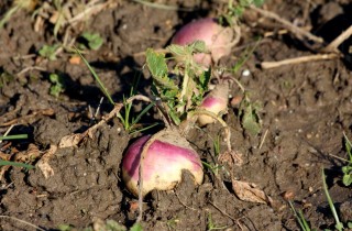 Rutabaga: cos'è e come si cucina questo ortaggio