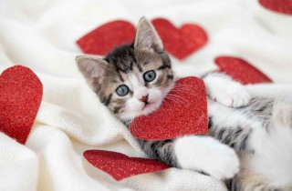 Nomi per gatti femmine: i più belli