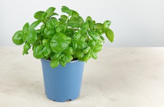 Come coltivare il basilico in vaso: 7 consigli utili