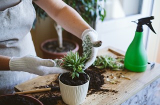 Come rinvasare le piante grasse senza farsi male: 6 trucchi per non pungersi