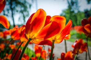 Frasi sui fiori: le più emozionanti da inviare via whatsapp