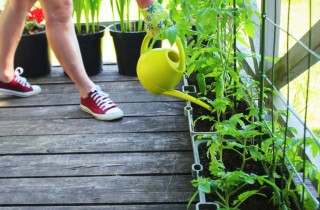 Come coltivare in vaso gli ortaggi a radice