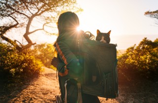 Portare il gatto in vacanza: è giusto?