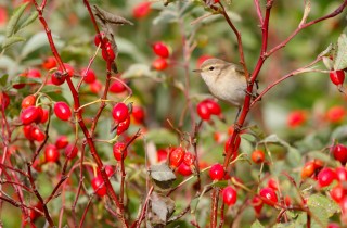 Le piante da giardino migliori per attirare gli uccelli