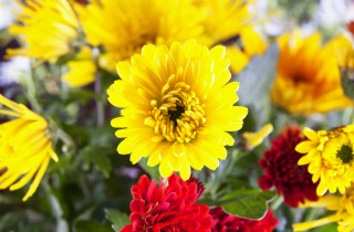 Come far fiorire i crisantemi a novembre: 7 trucchi da provare