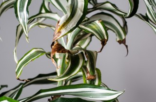 4 segni che le tue piante d'appartamento stanno soffrendo