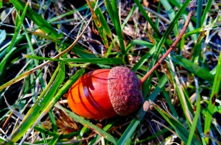 Decori con le ghiande fai da te per le feste: i passaggi facili