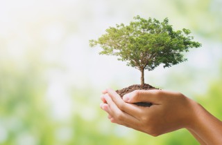 Come spedire le piante per posta