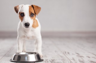 Come pulire la ciotola del cane
