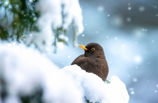 Cosa sono i giorni della merla: la storia da raccontare ai bambini