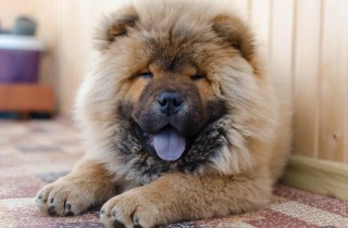 Chow Chow: aspetto, caratteristiche e carattere di un cane morbidissimo