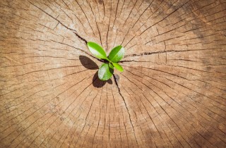 Primavera simbolo di rinascita: cosa fare per ripartire in 7 mosse