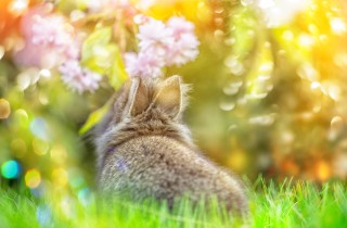 Come allontanare gli animali selvatici dal tuo giardino