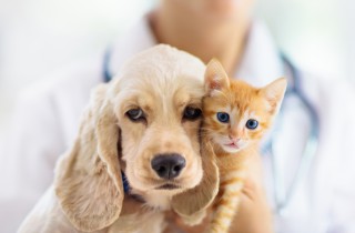 Il tuo animale domestico inquina: 5 modi per ridurre l'impronta ambientale