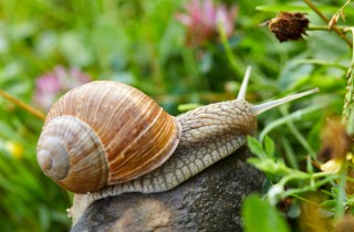 Piante per tenere lontane le lumache