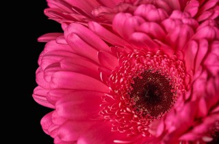 Le piante da interno con fiori che hanno bisogno di poca luce