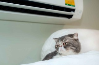 Aria condizionata e animali domestici, come proteggere i pets