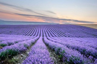 Dove e quando andare a vedere i campi di lavanda in Provenza