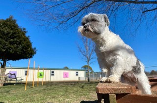 Addestramento dei cani: quando si inizia e come si fa