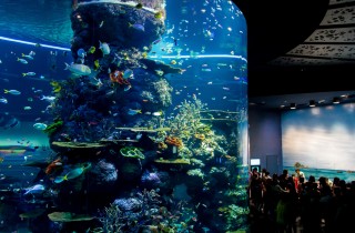 Quali sono gli acquari più belli del mondo?