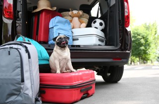 Viaggiare con il cane: treno o auto?