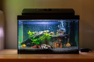 Rolata Indica, la pianta ideale per il tuo acquario