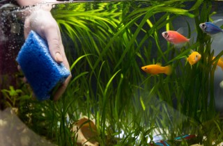 Come curare l’acquario