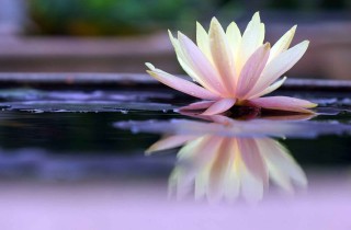 Fiori di loto per arredare casa in stile zen