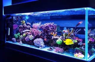 Acquario, 5 consigli per principianti
